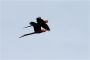 Amazonas06 - 319 * Scarlet Macaws.